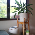 Japandi Plant Stand