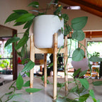 Japandi Plant Stand