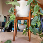 Walnut Plant Stand