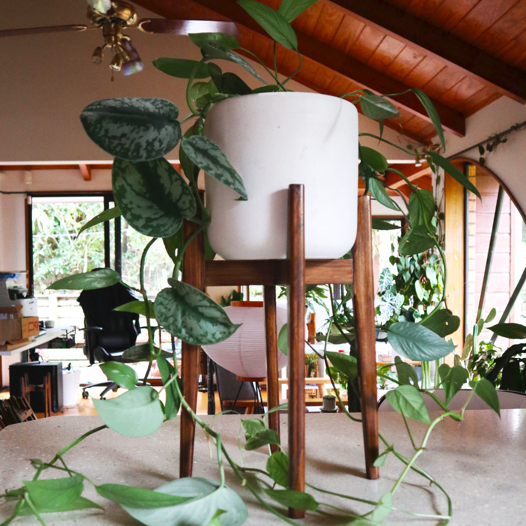 Walnut Plant Stand
