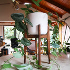 Walnut Plant Stand