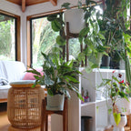 Walnut Plant Stand